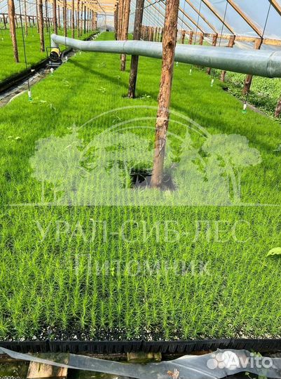 Предзаказ Горная сосна Мугус зкс сеянцы