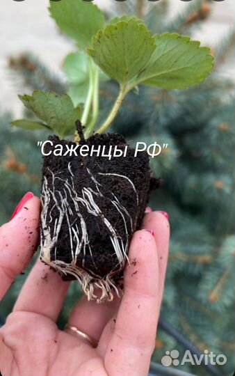 Рассада клубники