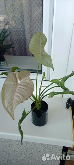 Сингониум кристмас мутейшен