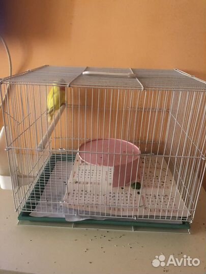 Попугай с клеткой