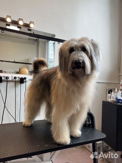 Груминг (стрижка собак)