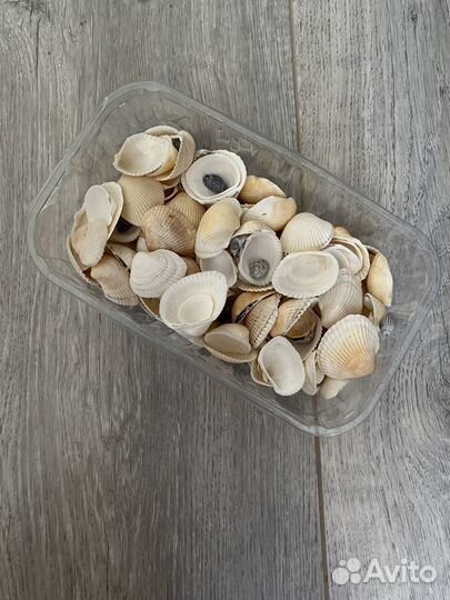 Морские ракушки для декора/ поделок