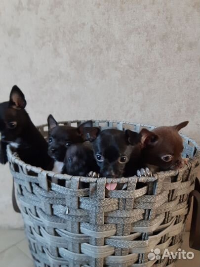 Щенки чихуахуа