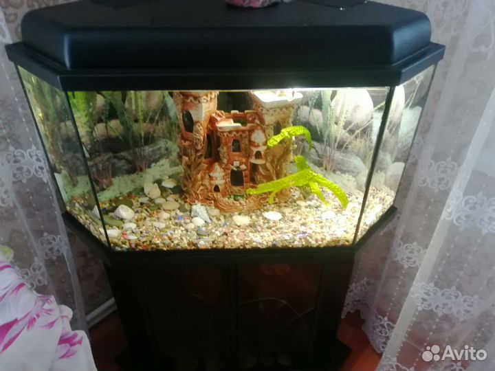 Аквариум