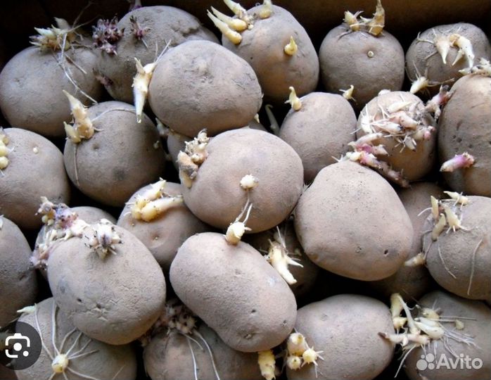 Продаем картошку