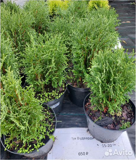 Саженец Туя-Смарагд Ель.Костер Можжевельник Кедр