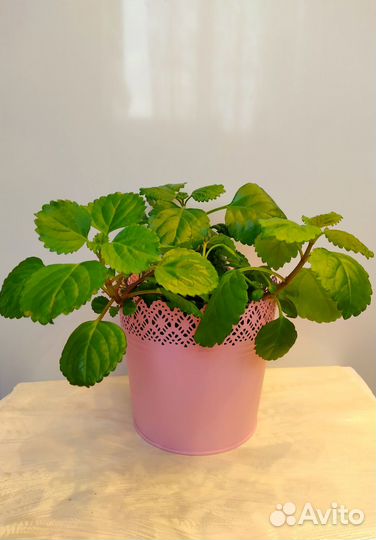 Лечебная комнатная мята плектрантус