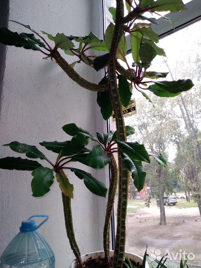 Молочай беложильчатый