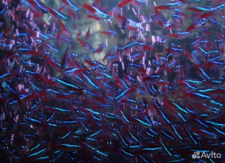 Аквариумные рыбки неоны в ассортименте