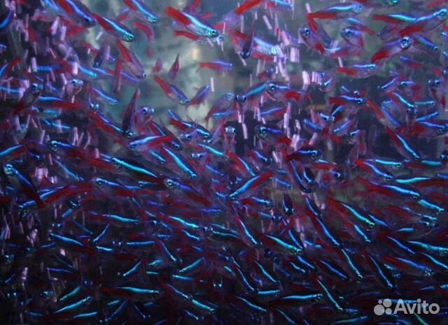 Аквариумные рыбки неоны в ассортименте