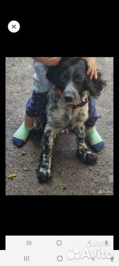 Щенки спаниеля