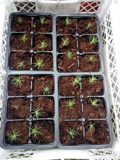 Саженцы сосны обыкновенной