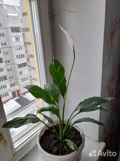 Женское счастье или Спатифиллум