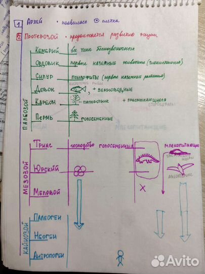 Репетитор по био, медицине. Расшифровка анализов