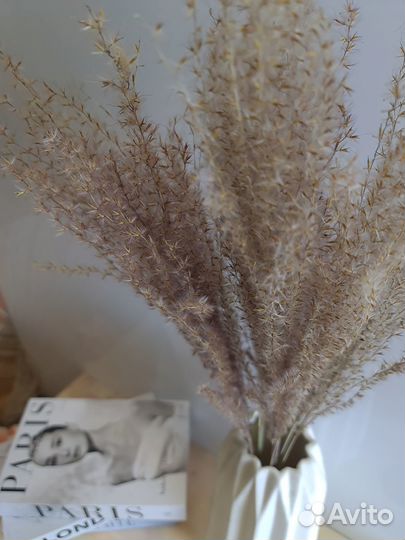 Сухоцветы Мискантус тёмный оптом для декора оптом
