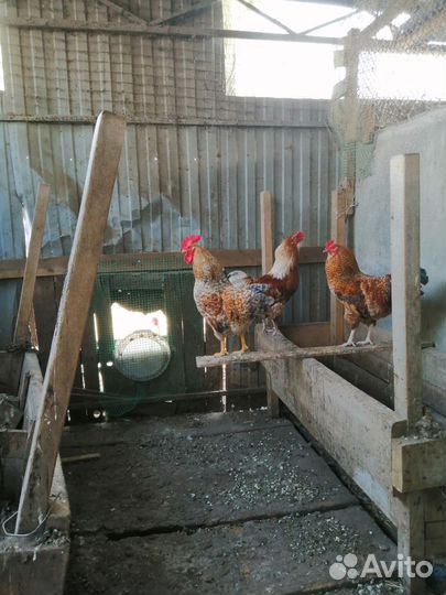 Молодые петухи