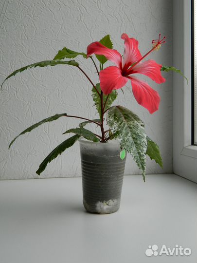 Гибискус пестролистный комнатный