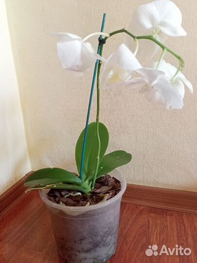 Орхидея фаленопсис