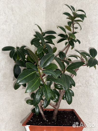 Фикус мелани большой