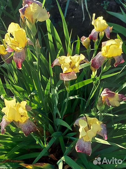 Цветы многолетники