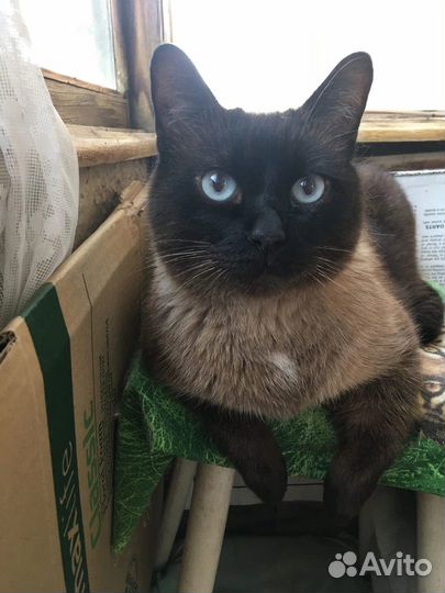 Кот в добрые руки