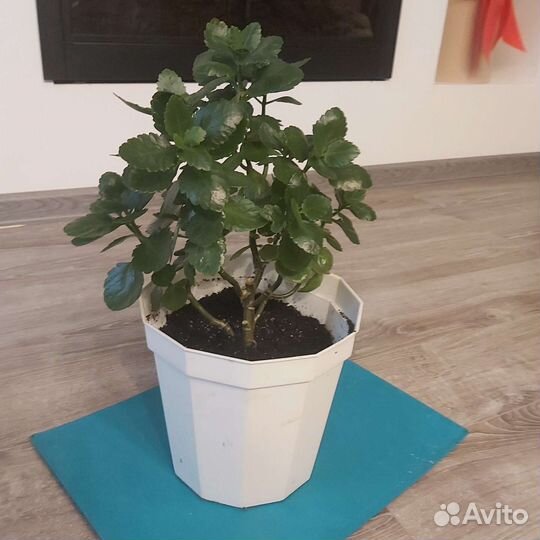 Каланхоэ