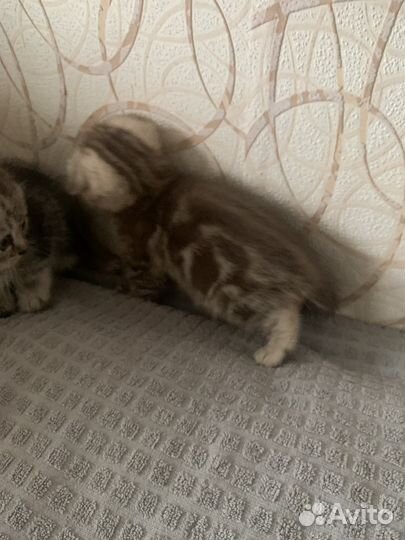 Шотландская вислоухая кошечка и мальчик