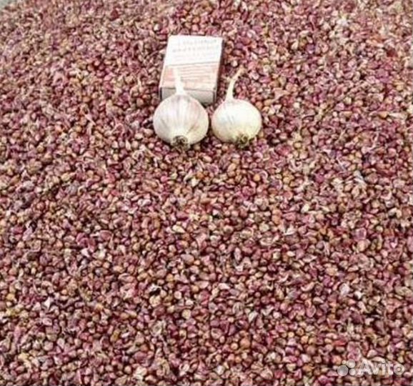 Семена чеснок Добрыня бульбочка воздушка