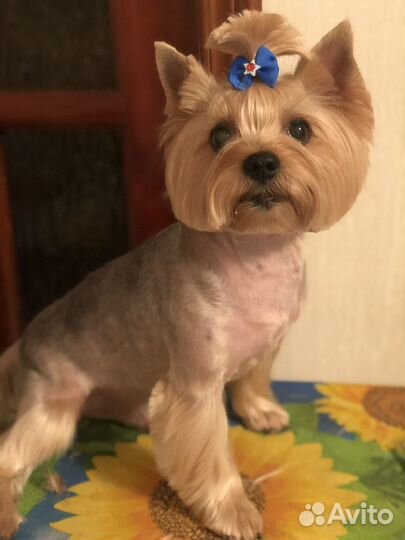 Грумер. Стрижка собак и кошек на дому