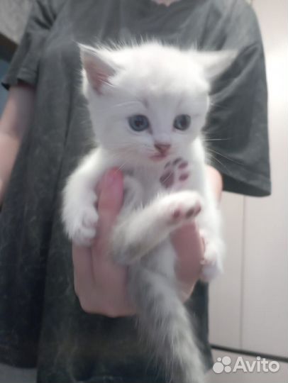 Котята в добрые руки даром бесплатно