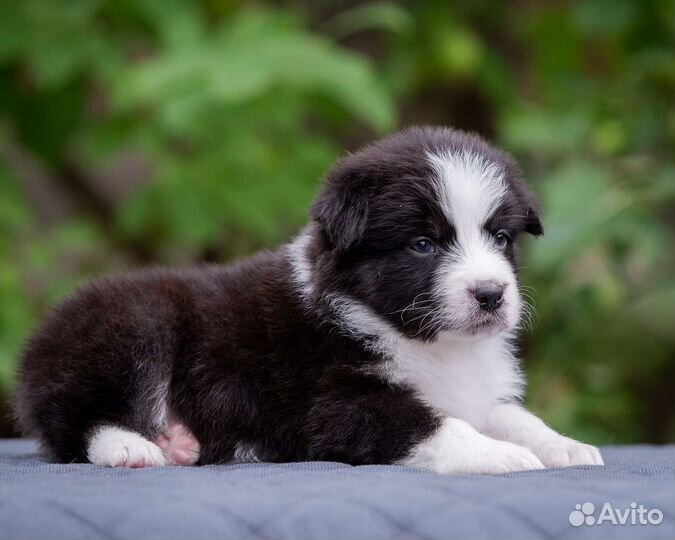 Австралийская овчарка аусси