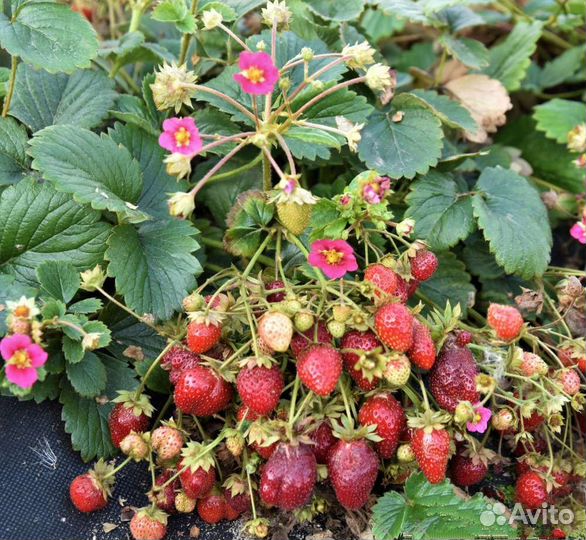 Клубника ампельная почтой