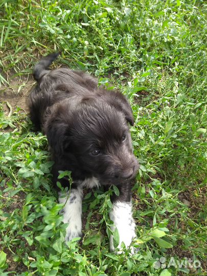 Отдам щенка в добрые руки