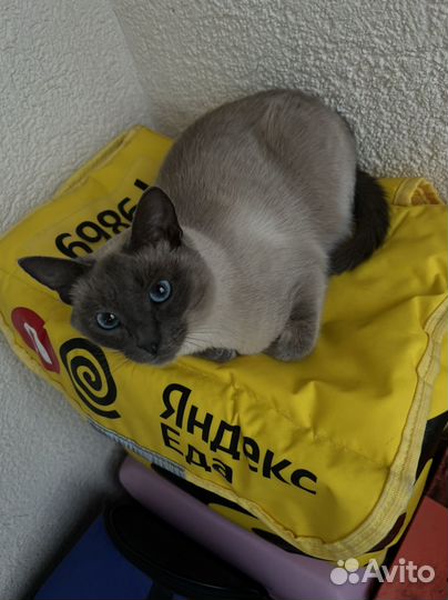 Кошка в дар бесплатно