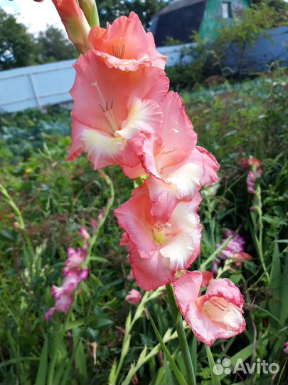 Гладиолусы луковицы