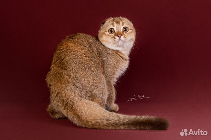 Шоколадные черепаховые кошечки, котята шоу-брид