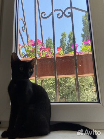 Котенок