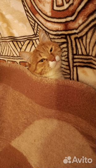 Полюбоваться котиком