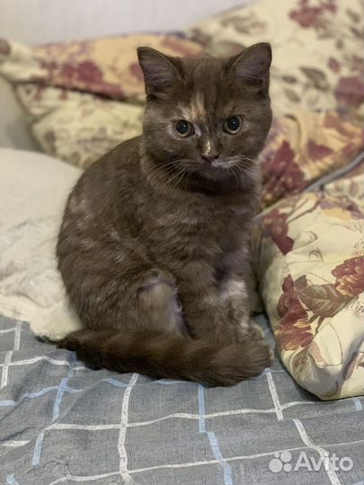 Кошка на вязку шотландская