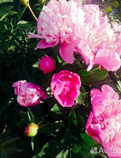 Цветы на срез