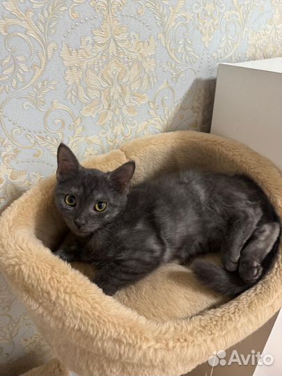 Котомальчик