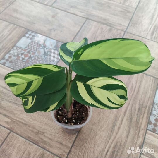 Марантовые