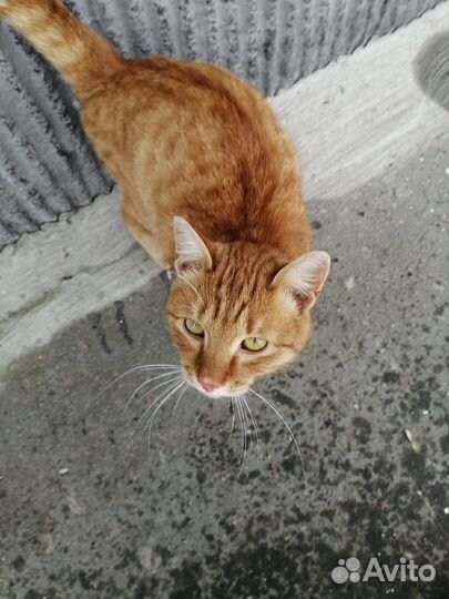 Кошки в добрые руки