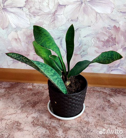 Сансевиерия