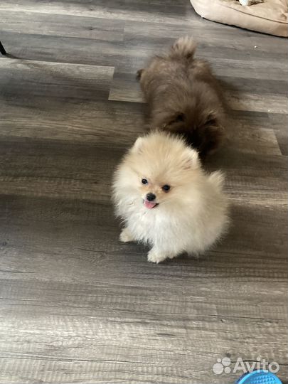 Девочка мини шпиц 3 месяца с док РКФ