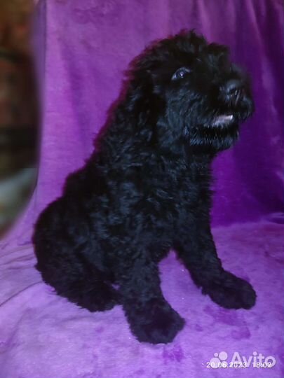 Щенки Русского Чёрного терьера