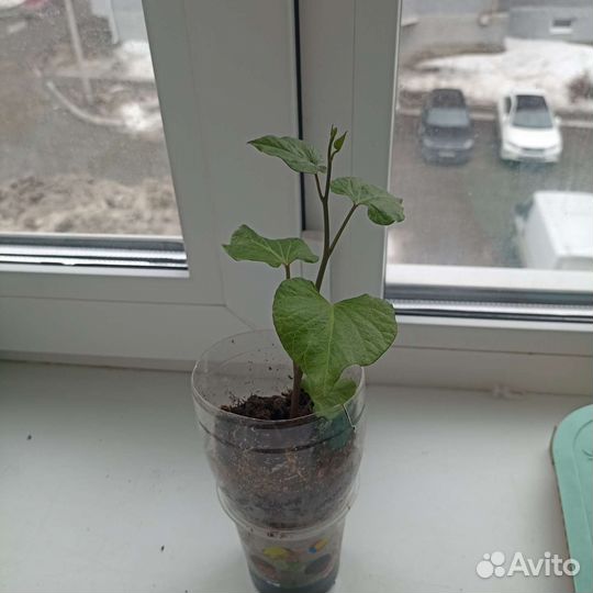 Рассада батат. Сорт Борегард