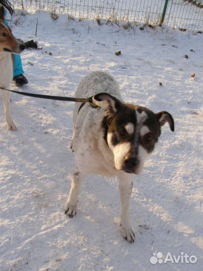 Интеллигентнейший пёс погибает в приюте