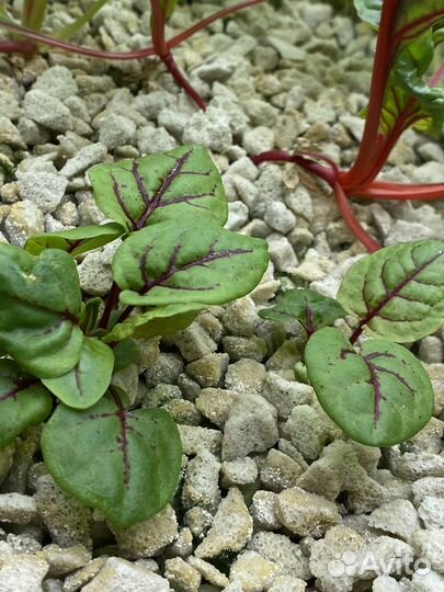 Ситиферма - гидропонника для овощей и зелени