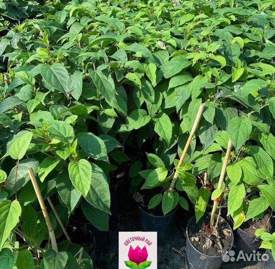 Актинидия Доктор Шимановский обоеполая